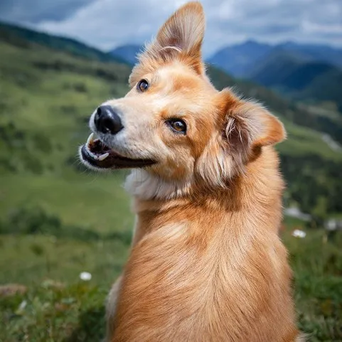 RASTREADORES DE PERROS