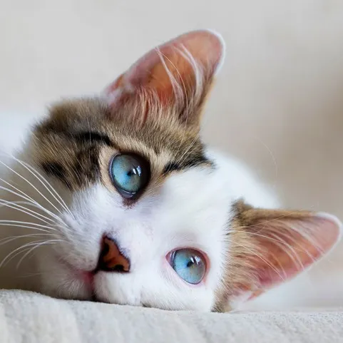 RASTREADORES DE GATOS